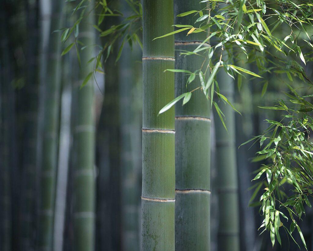 Forest Growth MOSO bamboo sustainable and green product