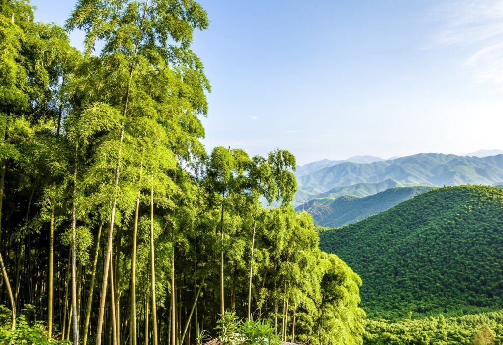MOSO Bamboo growth and forest in China