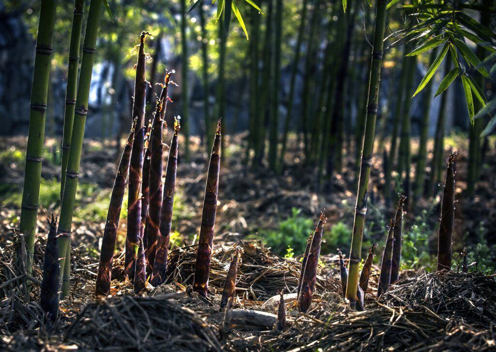 Bamboo growth in forest shoots coming from ground